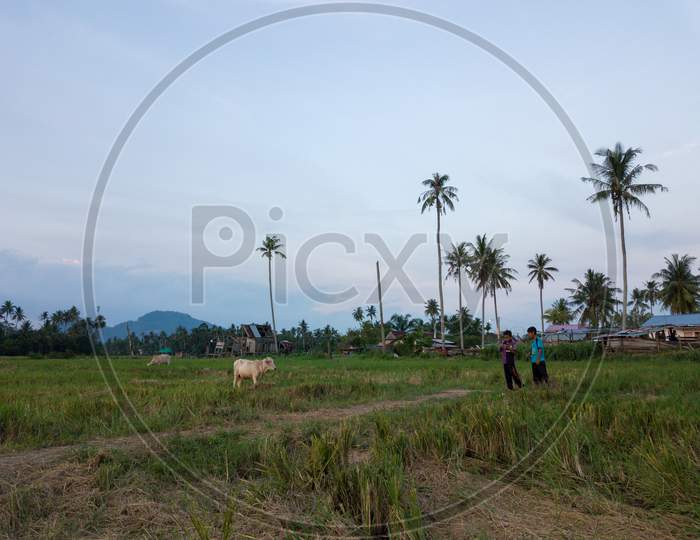 Two Kampung Boys And Cattle At Paddy Field. Background Is Coconut Trees