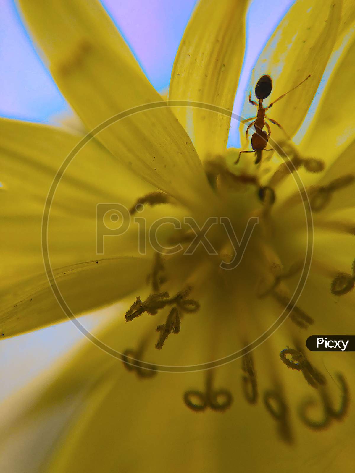 Yellow dandelion Flower closeup