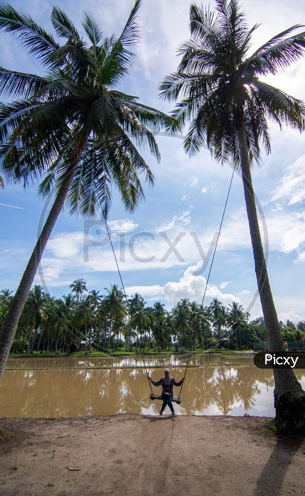 A Girl Play Swing In Coconut Farm