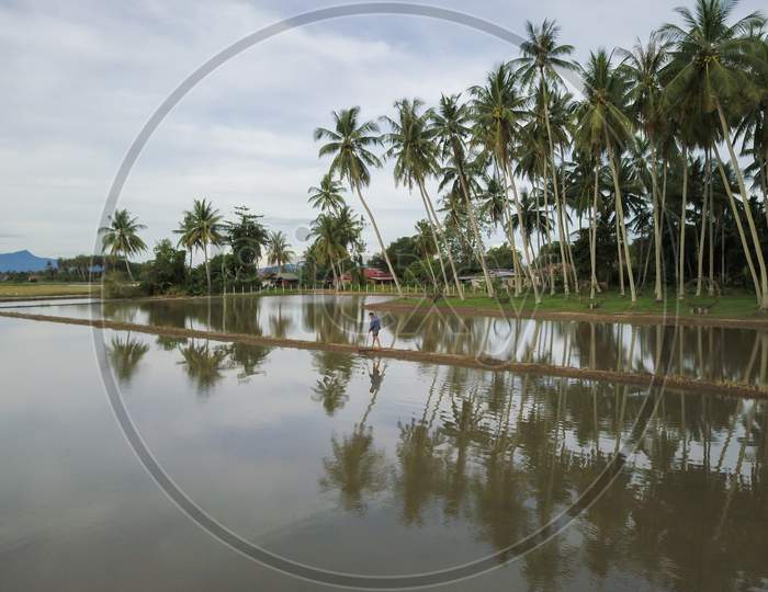 Farmer Work At The Flooded Paddy Field With Coconut Farm As Background