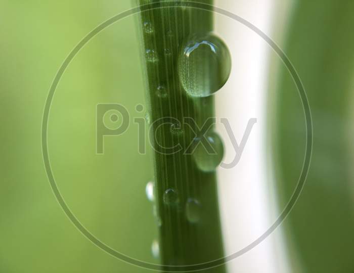 Water droplet macro shot
