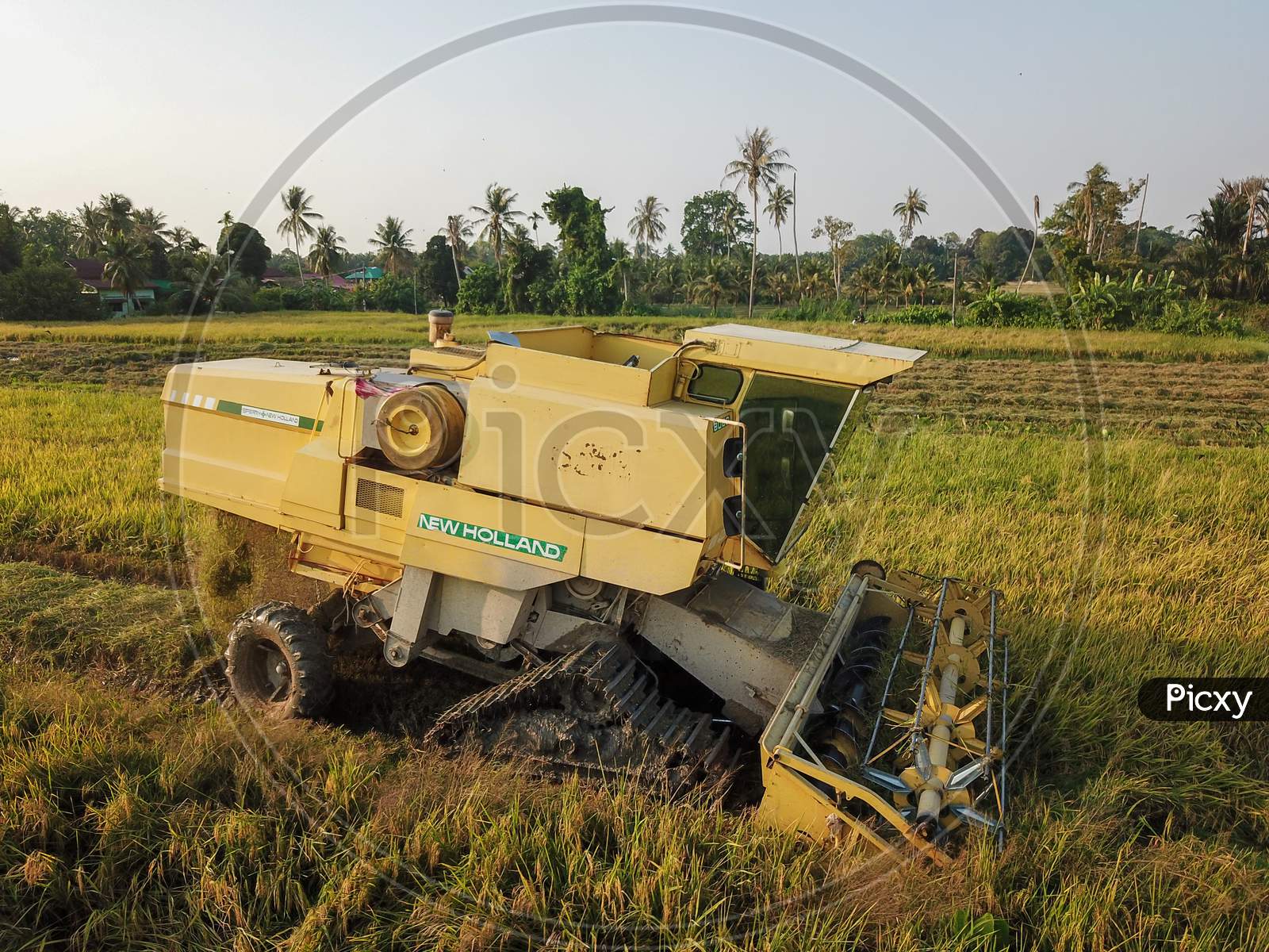 Harvester Machine Is Used By Farmer To Harvest Rice Paddy Field
