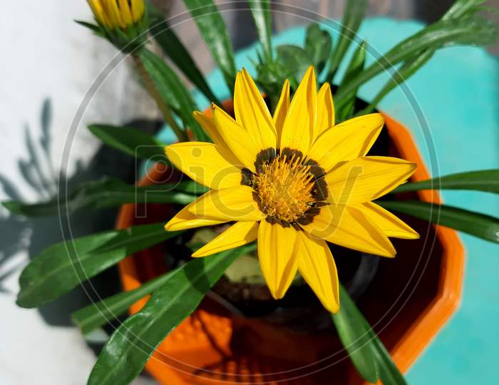 Yellow flower in a pot ( beautifull house plant )