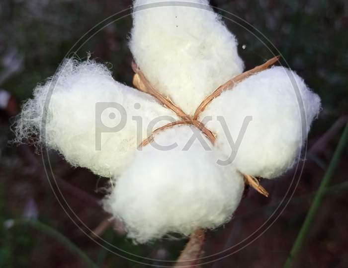 Natural cotton in field