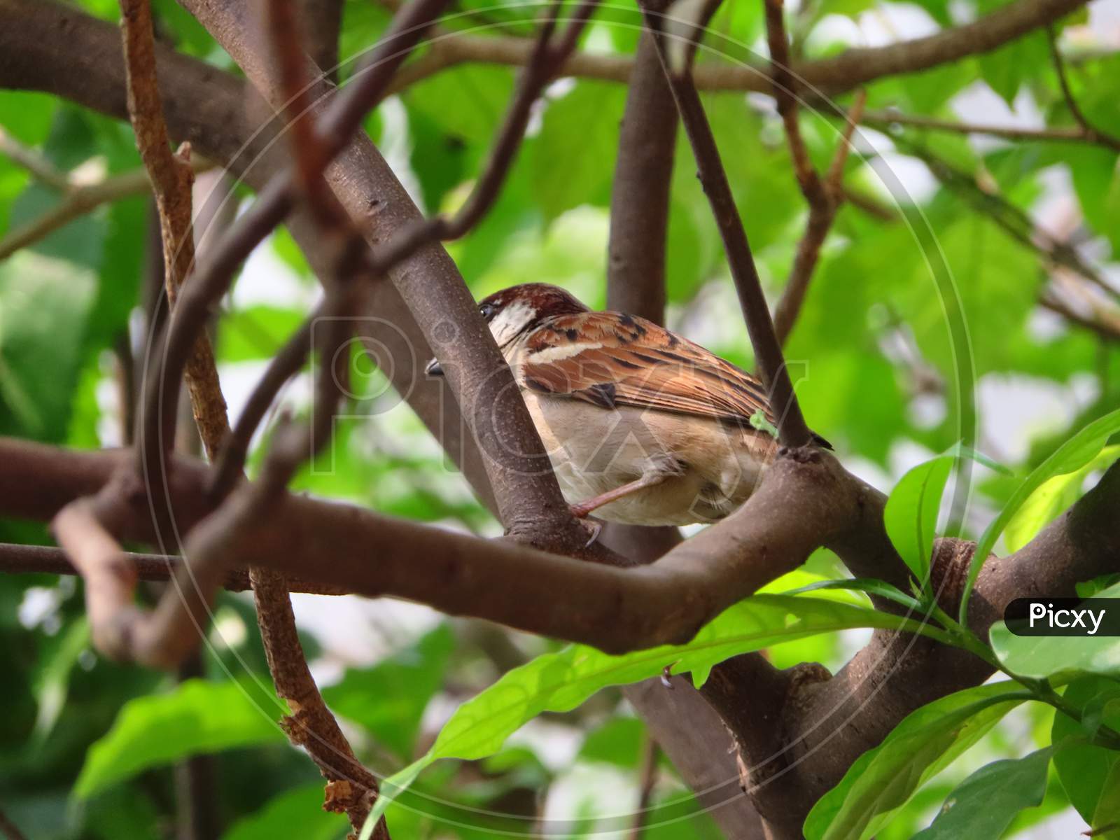 Sparrow playing hide and seek
