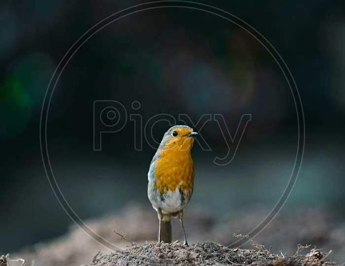 A Robin Stands On Mud
