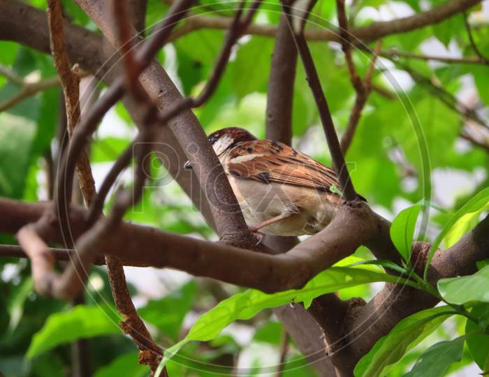 Sparrow playing hide and seek