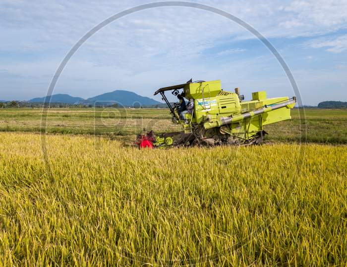 Paddy Harvester Reaping Rice Crop