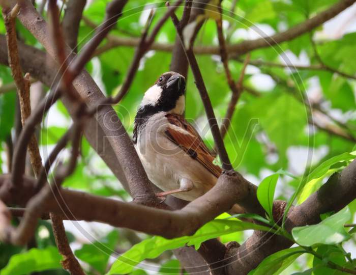 Male Sparrow