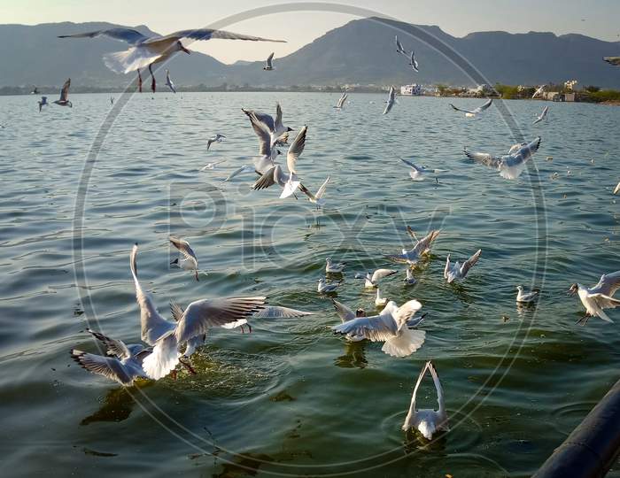Birds flying and diving into water
