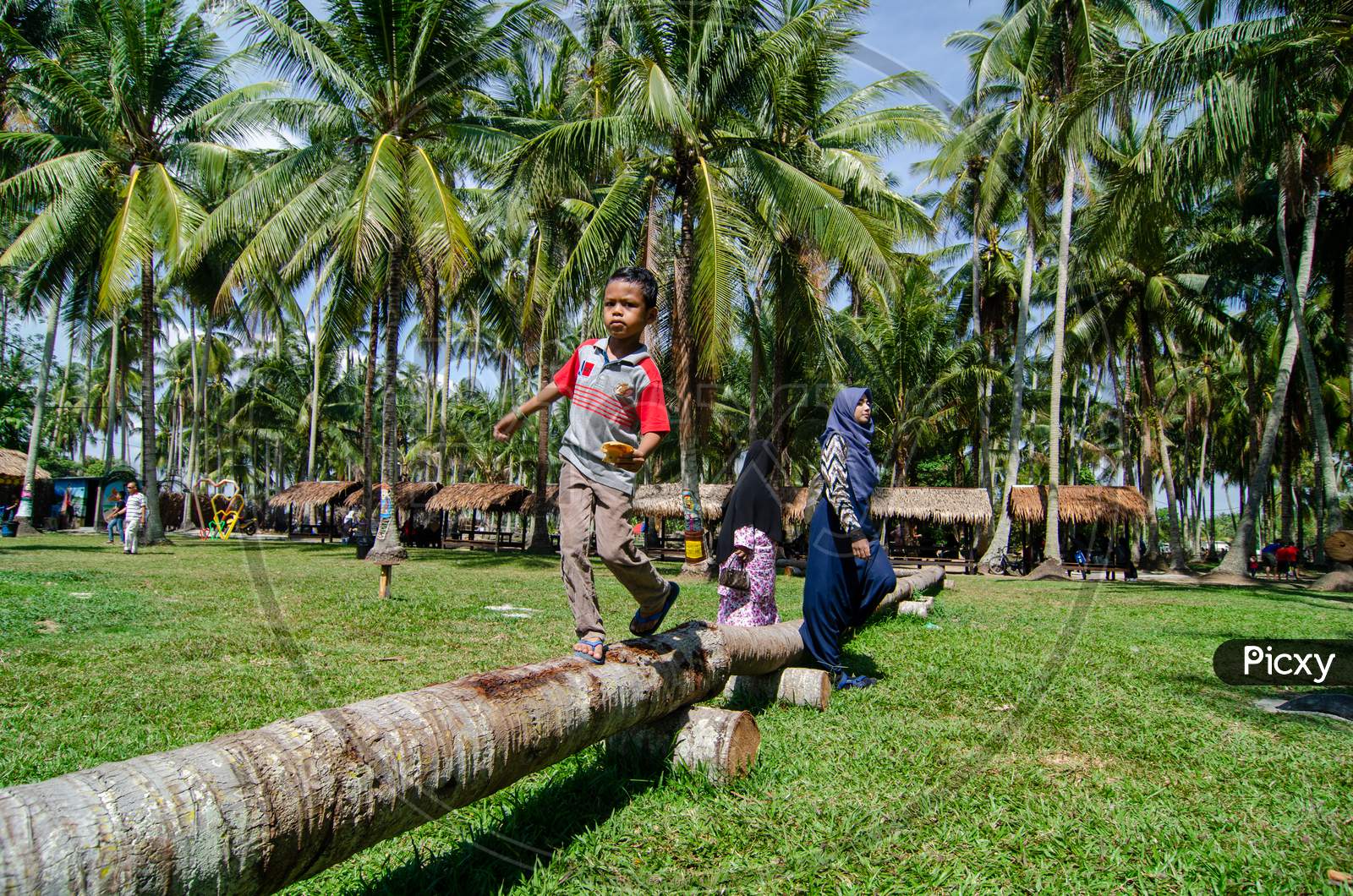 Kids Walk On The Trunk Pf Coconut