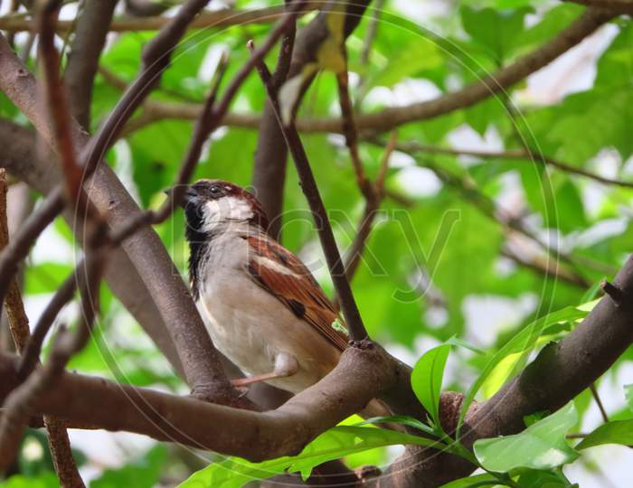 A House Sparrow
