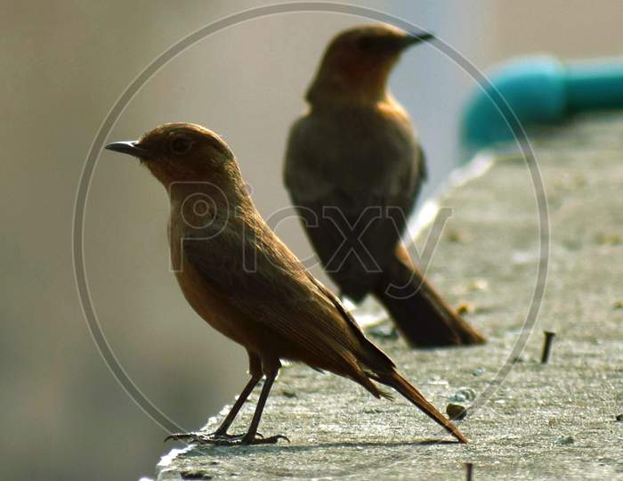 Rudrapur, UtA pair of little brown birds sitting on a terrace wall.