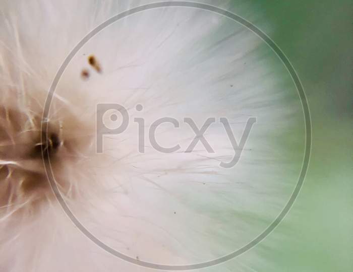 Dandelion Flower with green background