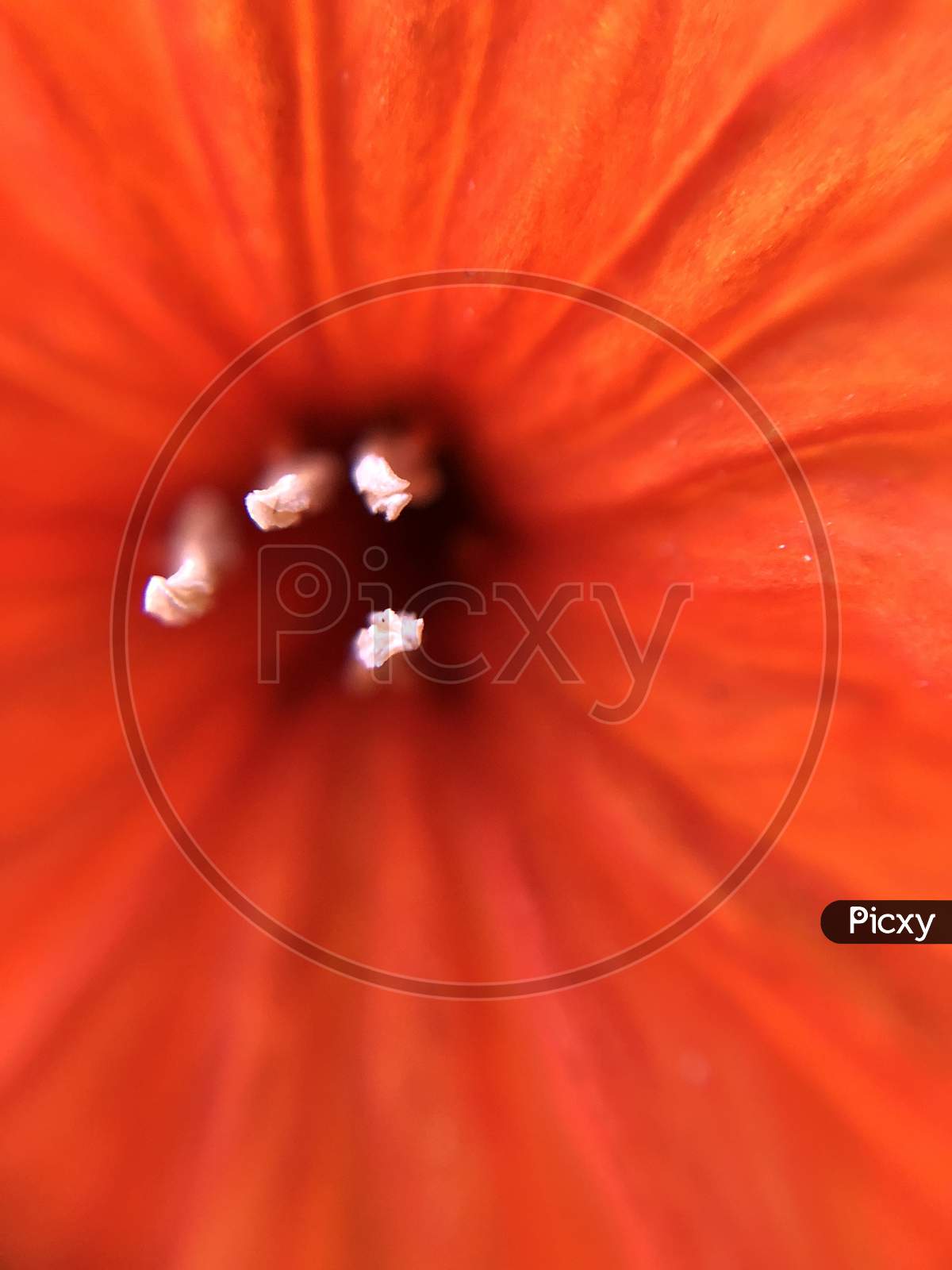 Orange Lily Flower macro shot