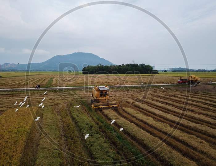 Aerial View Egret Birds Follow Two Harvester In Paddy Field