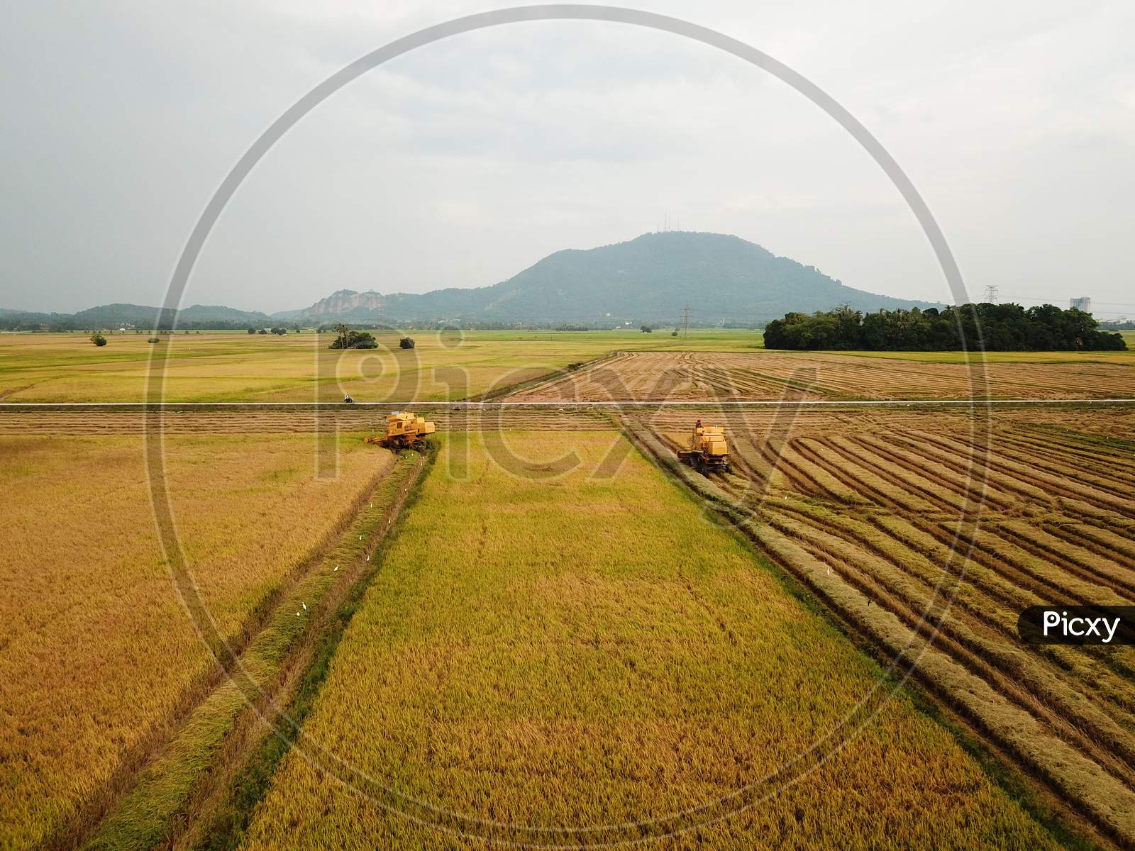 Rice Harvester In Paddy Field