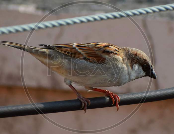 A house sparrow  sitting on a wire