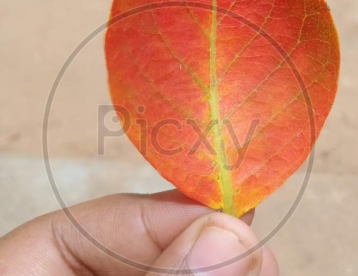Colourful leaf