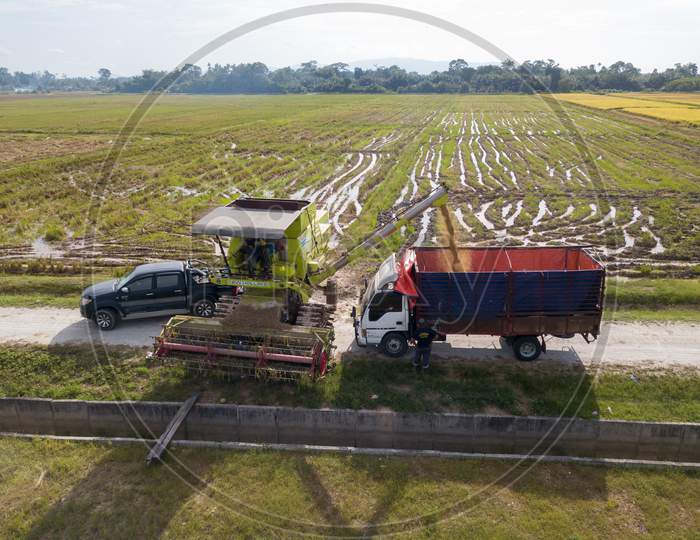 Harvester Pour The Rice Paddy Into Truck