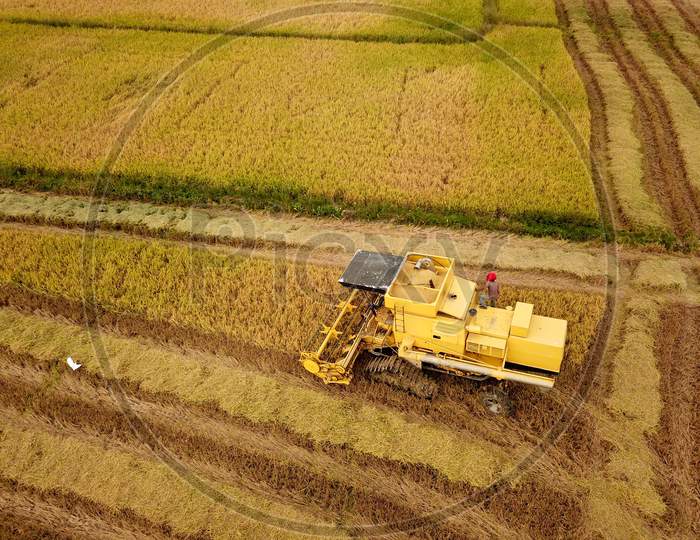 Farmer In Combine Harvester At Paddy Field