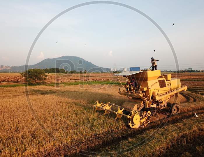 Harvester Is Harvesting In Rice Field