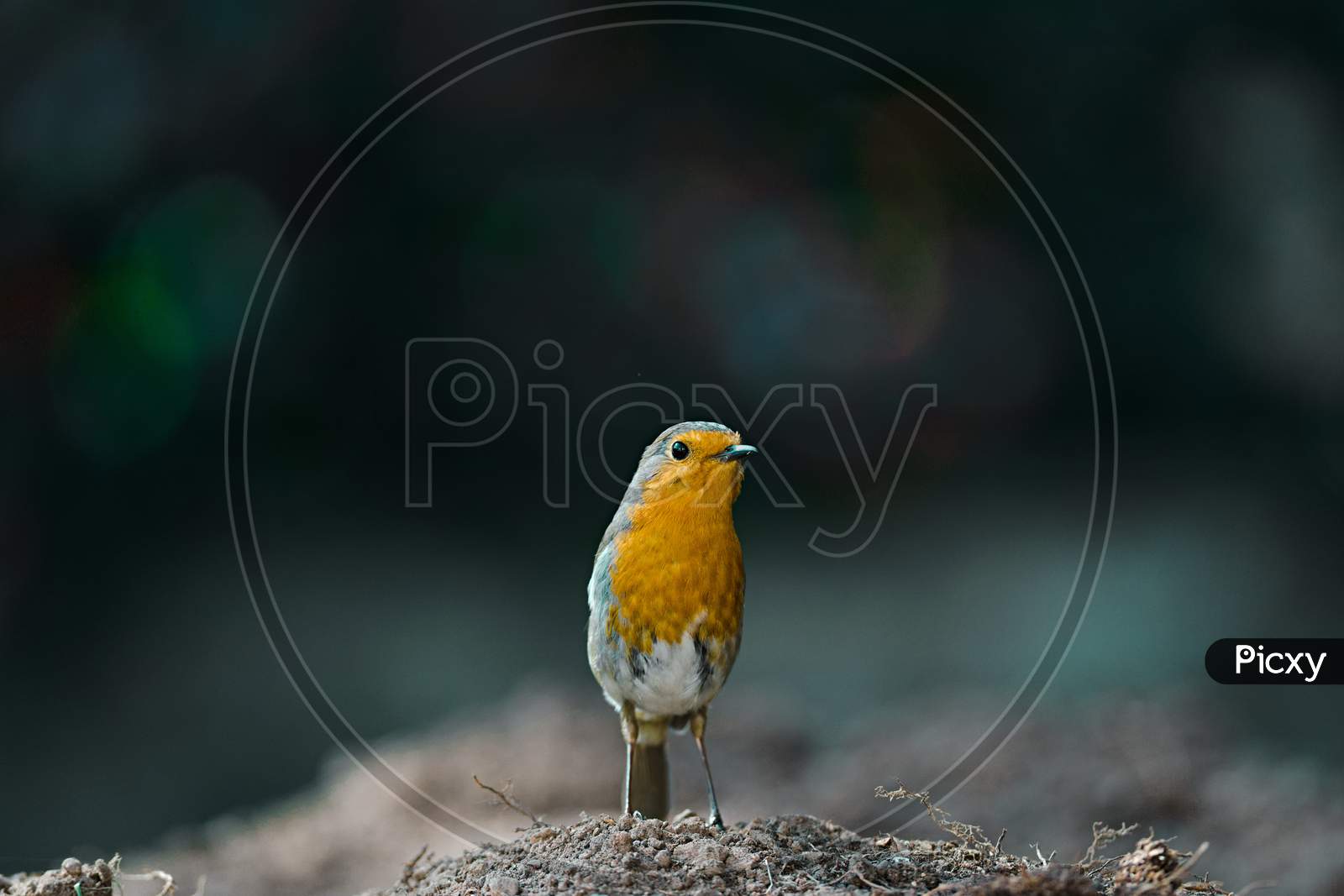 A Robin Stands On Mud