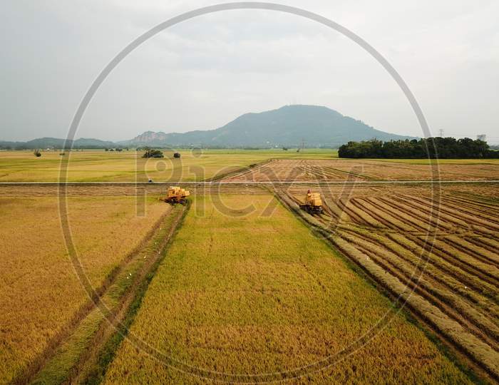 Rice Harvester In Paddy Field