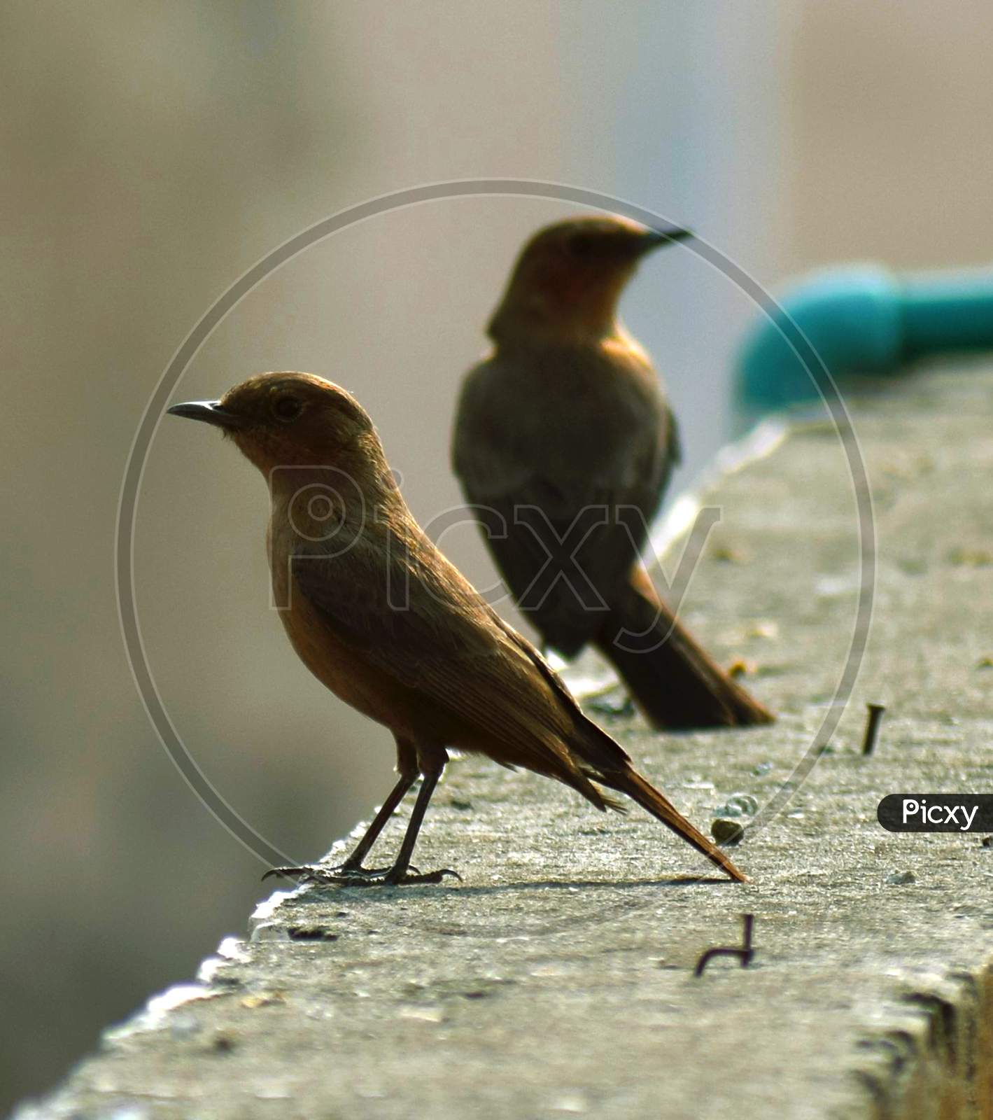 Rudrapur, UtA pair of little brown birds sitting on a terrace wall.