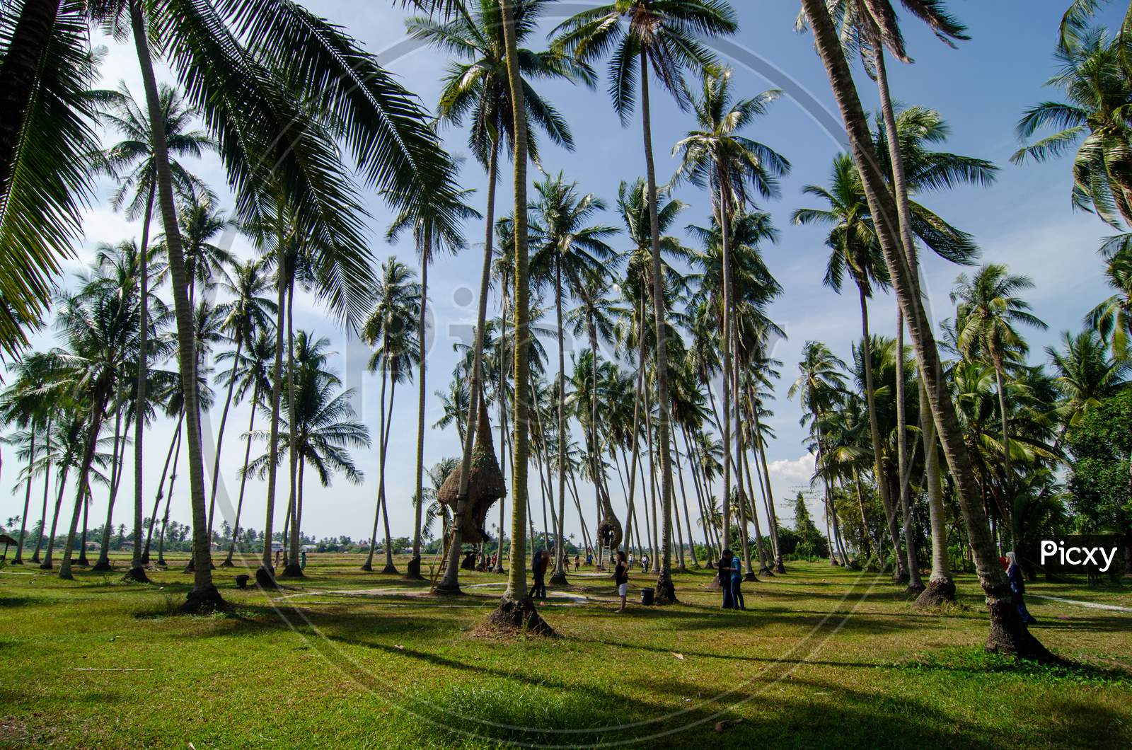 Coconut Tree Plantation In Blue Sky