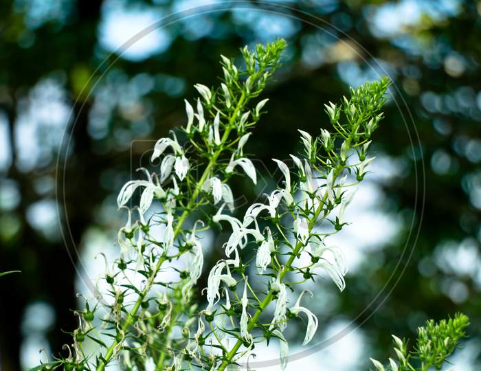 White Color Flowers Of Wild Tobacco Or Lobelia Nicotianifolia