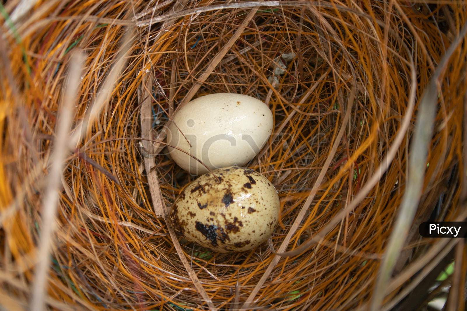 Two Eggs In Bird'S Nest