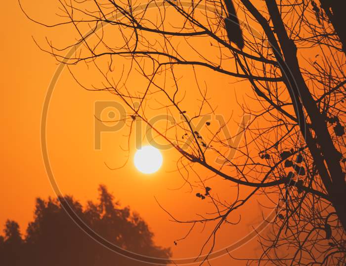 beautiful landscape view of the sun rising and a tree
