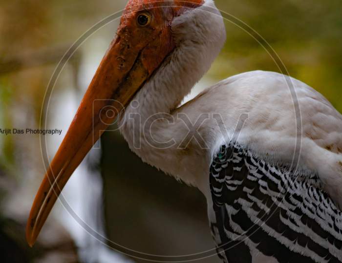 Painted stork in the india