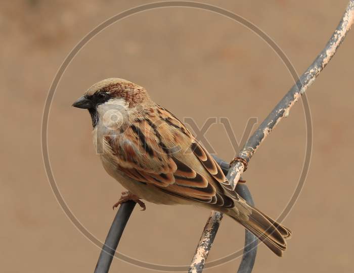 Lost sparrow