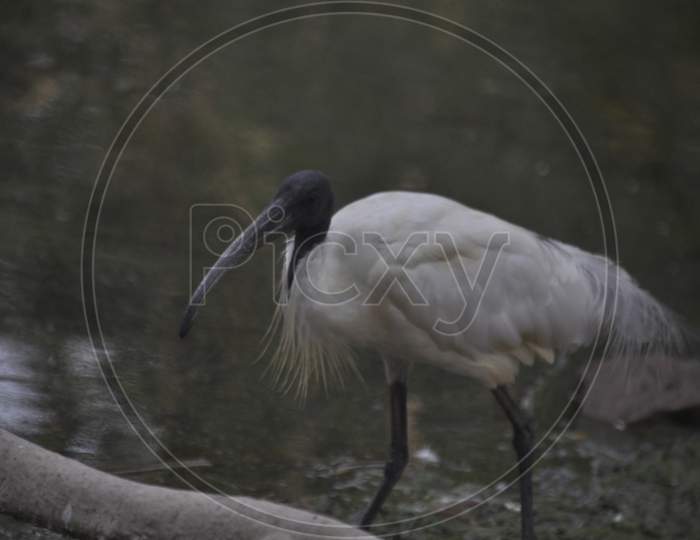 Black-headed ibis