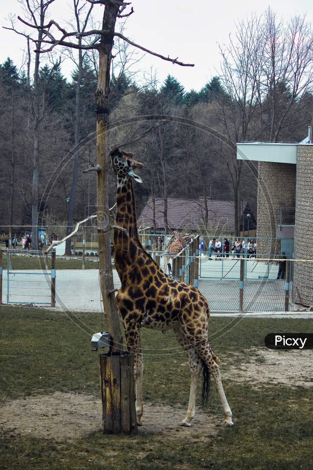 Krakow, Poland: Wide Angle Shot Of A Giraffe Trying To Eat From A Tall Branch Of A Tree N The Zoo Located In Central Europe