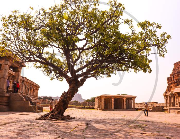 A lone tree in the Vittala Temple Courtyard, Hampi,