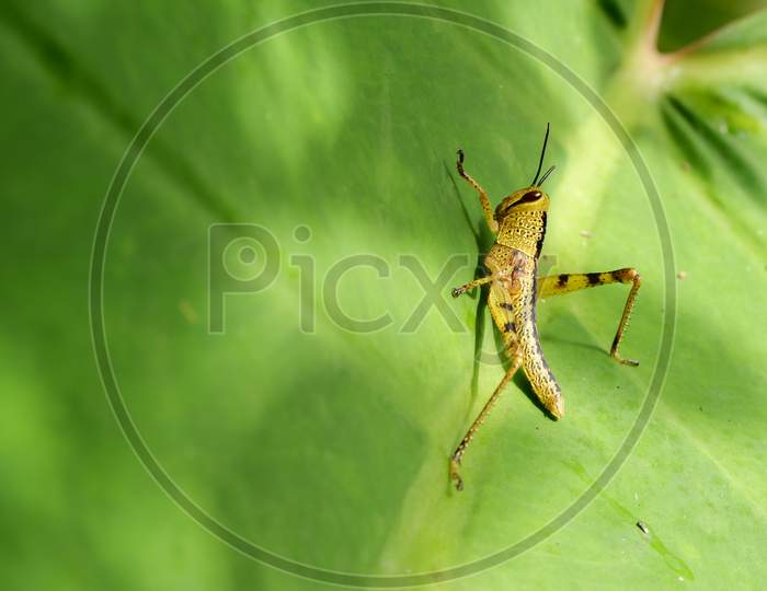 Macro Green Grasshopper Pests In Plantations