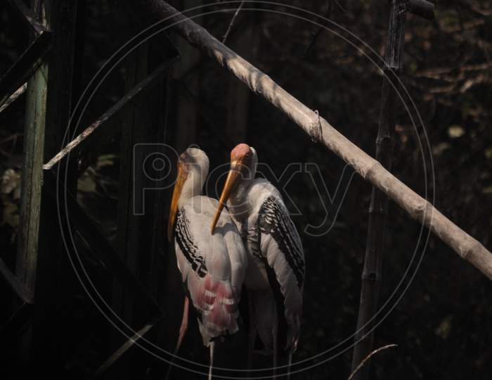 Painted stork in the india
