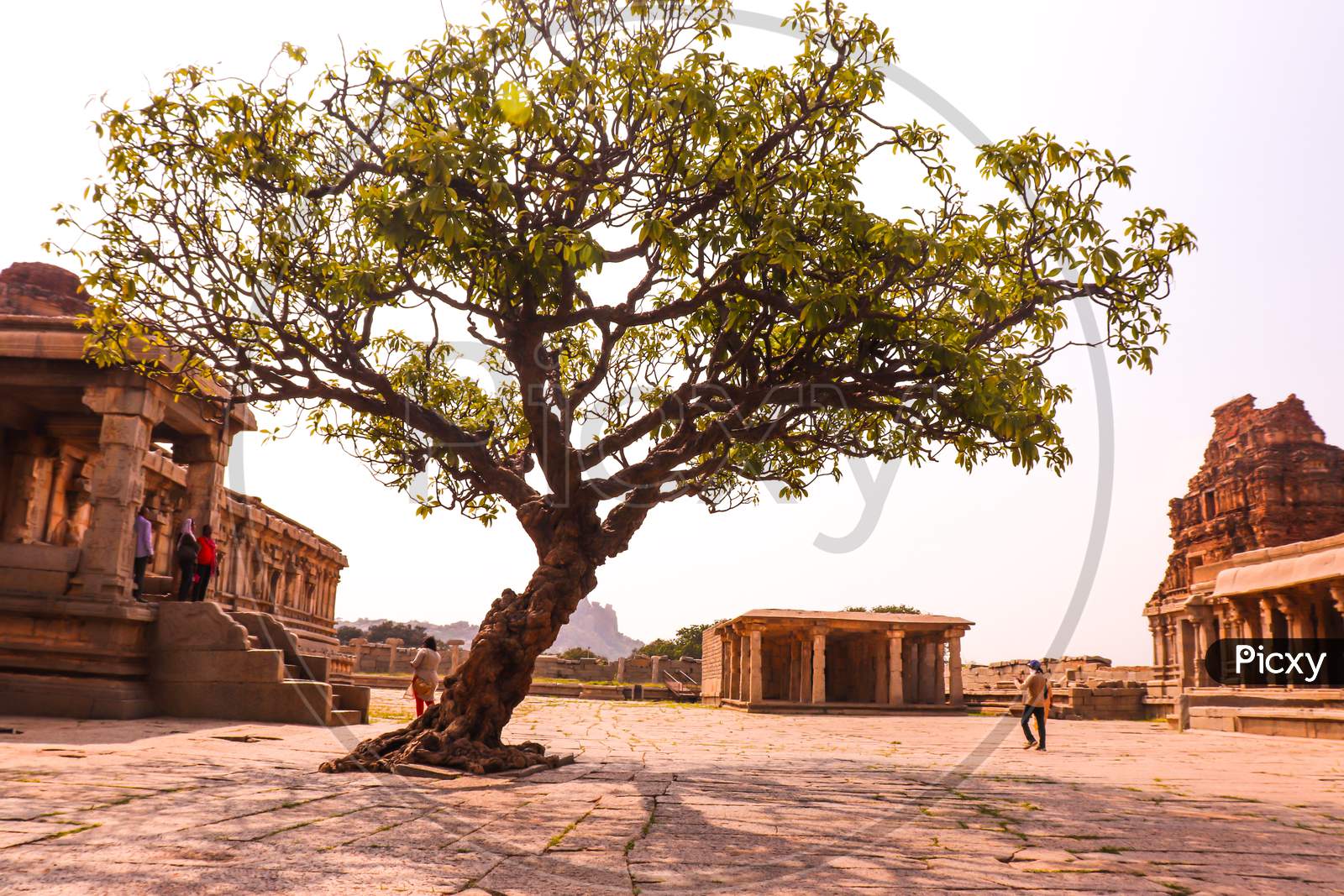 A lone tree in the Vittala Temple Courtyard, Hampi,