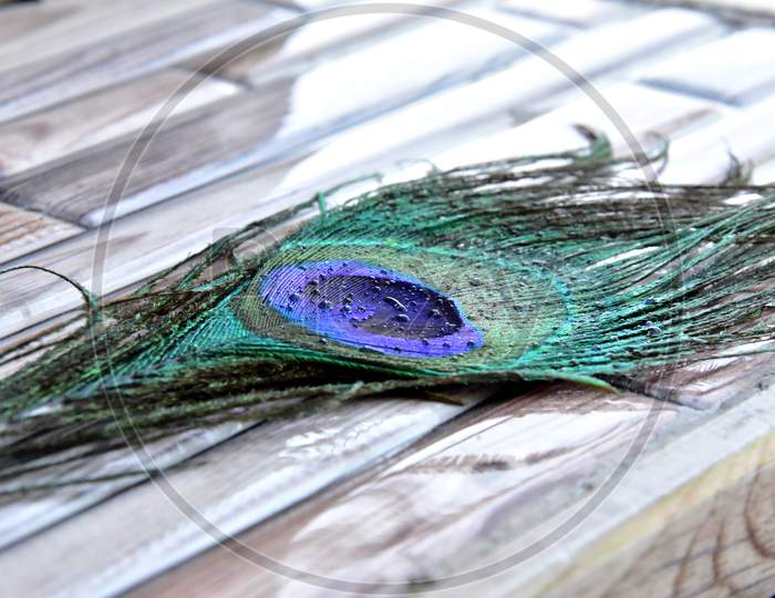 hand man and peacock feather, colourful indian peacock feather