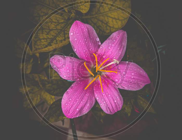 After Rain | Pink Flower