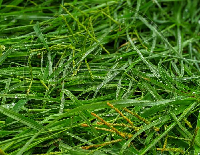 Cynodon Dactylon Doob Lawn Grass, Green Ripe Scutch Grass Plant And Leaves