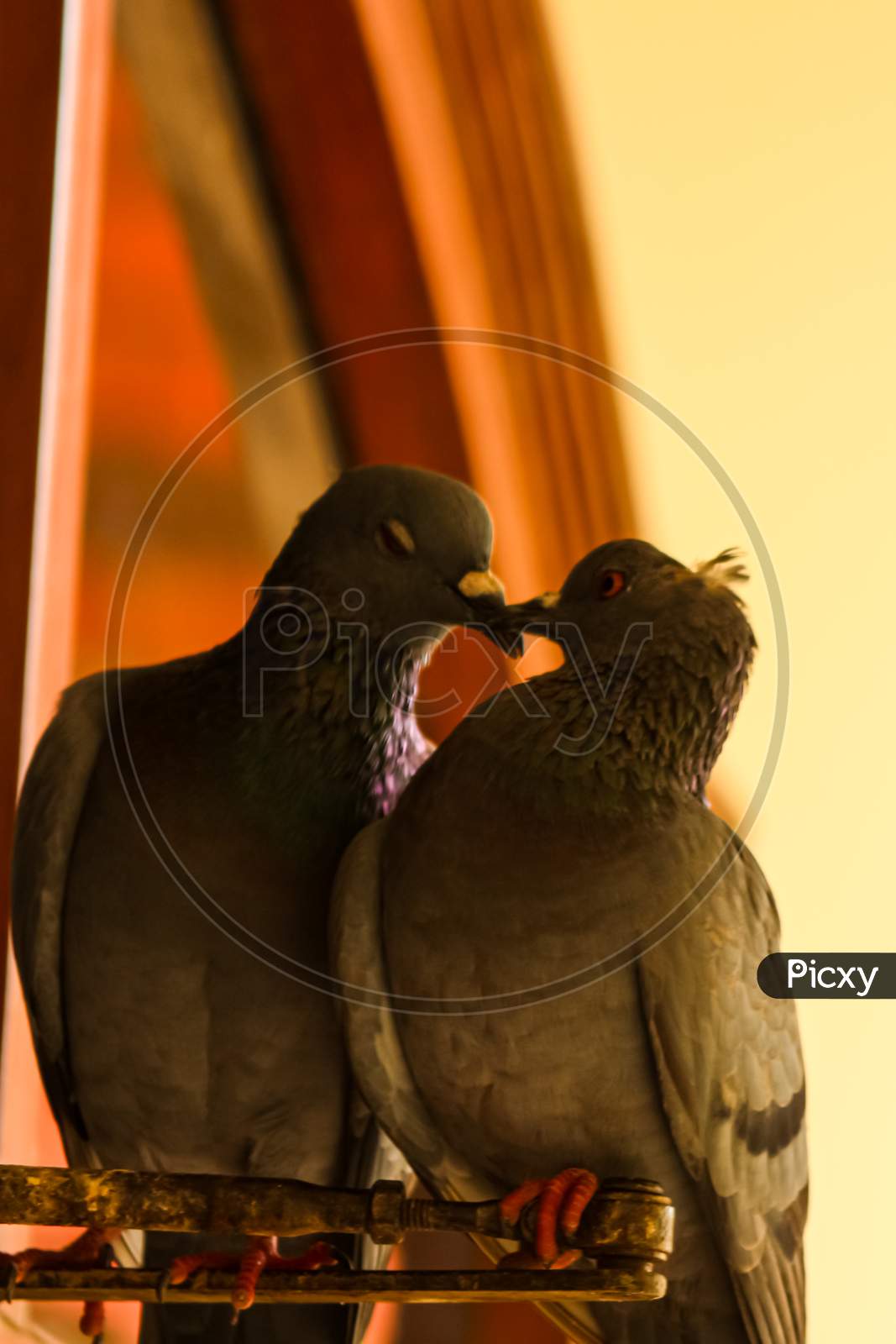 two pigeons kissing while sitting on the wall