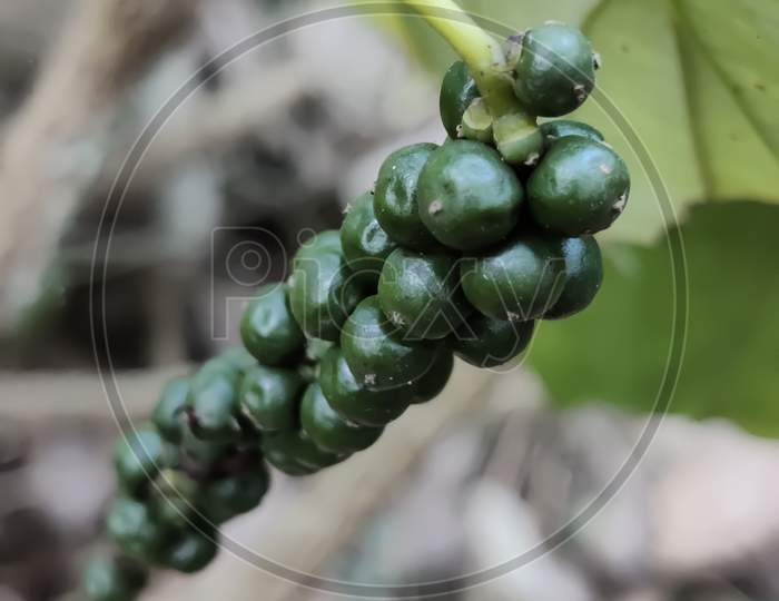 Green Peppercorns Closeup Blur Background