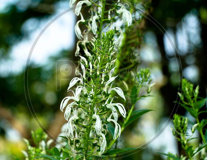 White Color Flowers Of Wild Tobacco Or Lobelia Nicotianifolia