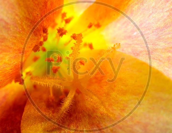 Colorful Macro Photo Of The Office Time Flower With Pollens And Anthers.