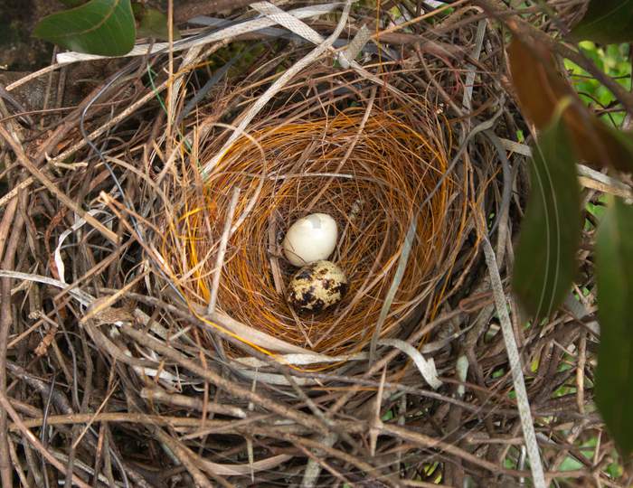 Bird'S Nest With Two Eggs