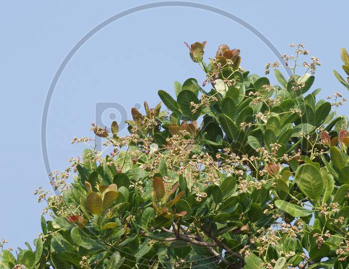 Cashew Nuts Flower On The Tree
